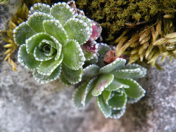 lomikameň metlinatý Saxifraga paniculata Mill.