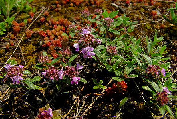 dúška materina Thymus serpyllum L.