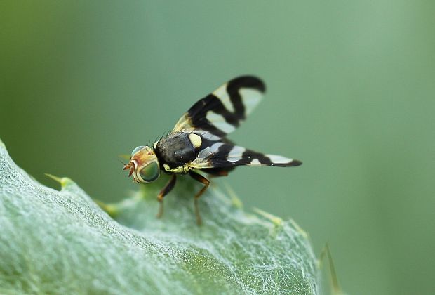 vrtule bodláková /cz/ Urophora cardui (Linnaeus, 1758)