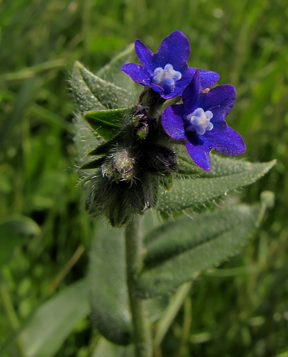 smohla lekárska Anchusa officinalis L.