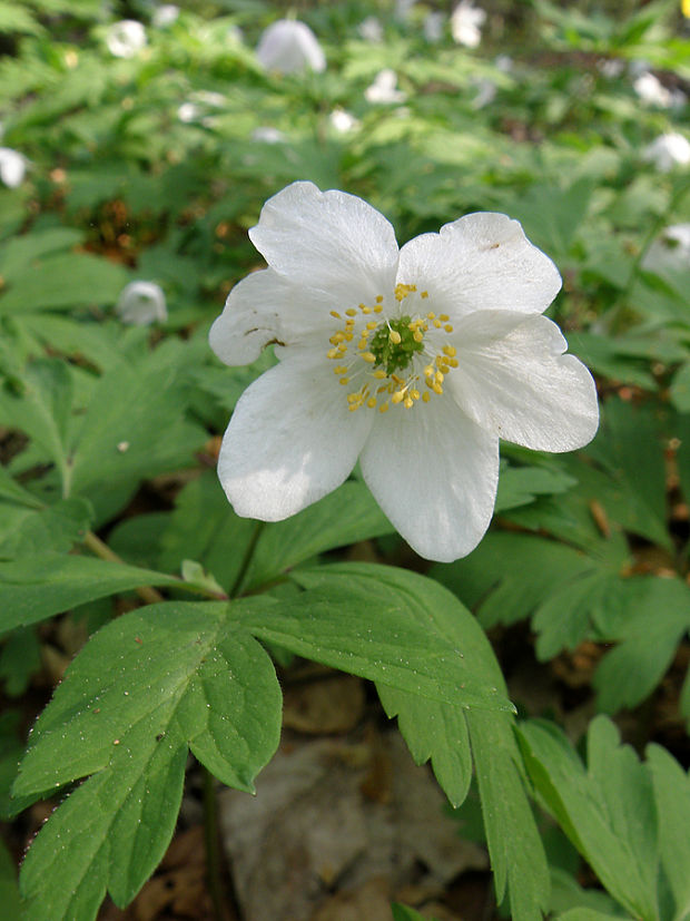 veternica hájna Anemone nemorosa L.