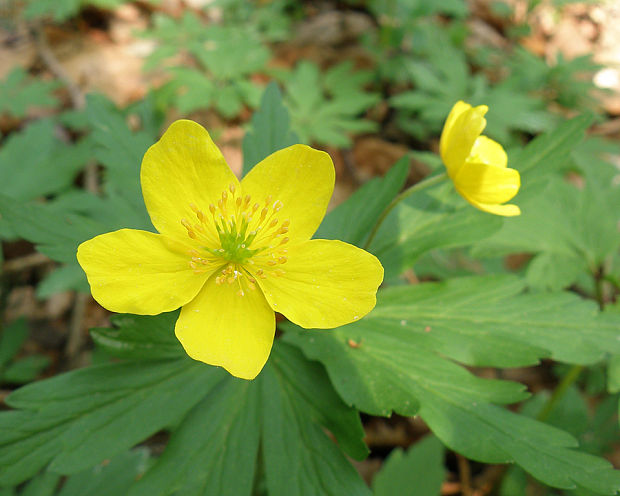 veternica iskerníkovitá Anemone ranunculoides L.