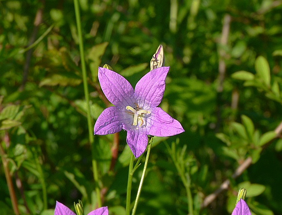 zvonček Campanula sp.