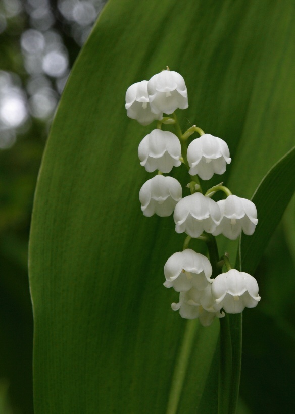 konvalinka voňavá Convallaria majalis L.