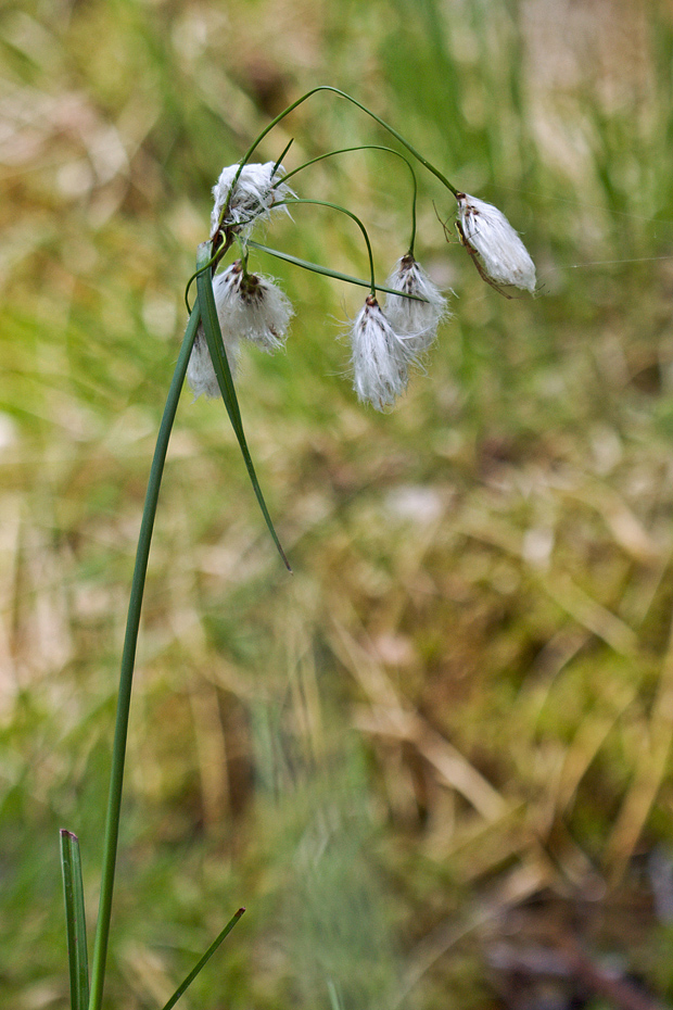 páperník úzkolistý Eriophorum angustifolium Honck.