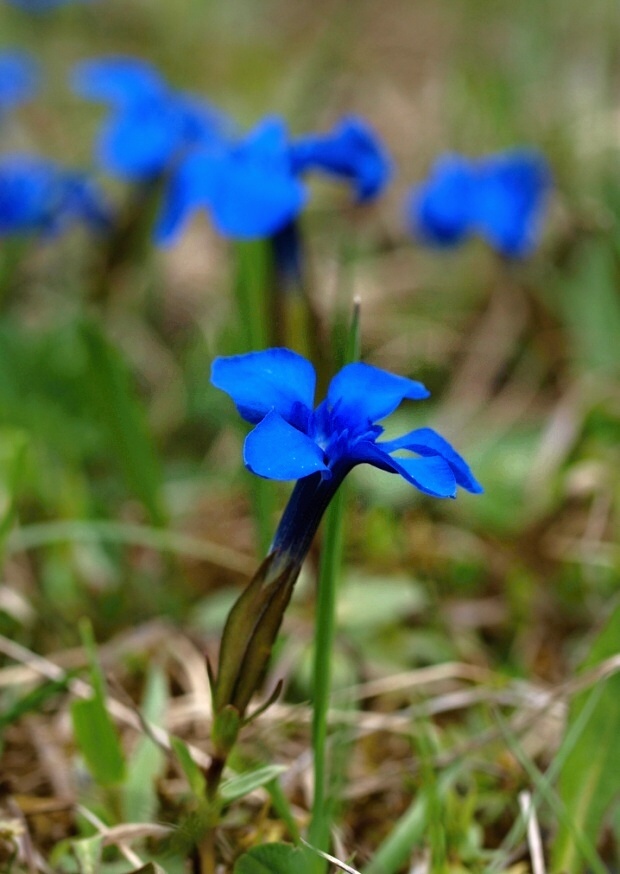 horec jarný Gentiana verna L.