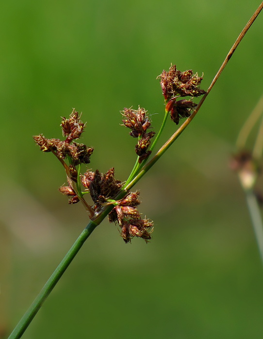 sitina Juncus sp.