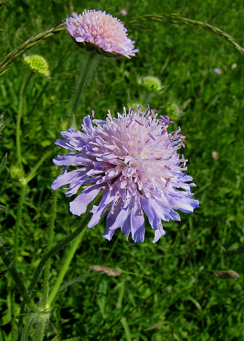 chrastavec roľný Knautia arvensis (L.) Coult.