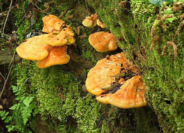 sírovec obyčajný Laetiporus sulphureus (Bull.) Murrill