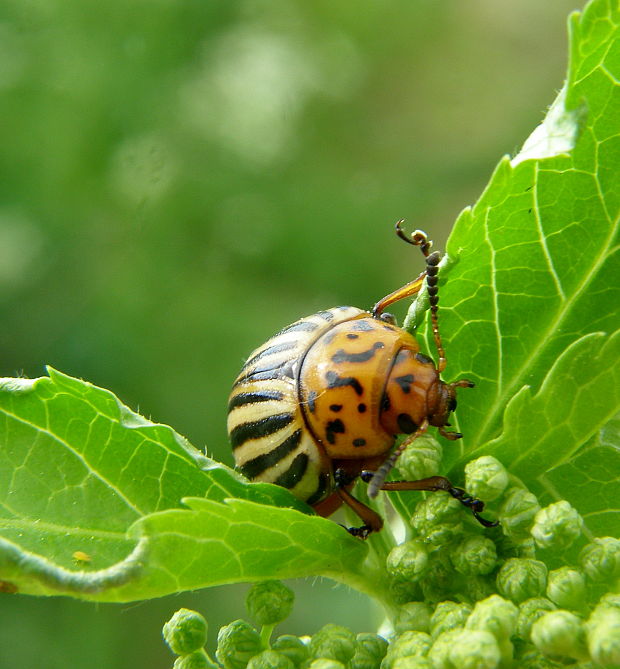 pásavka zemiaková Leptinotarsa decemlineata