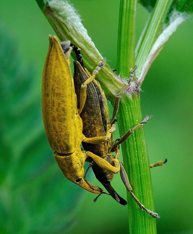 dlhánik Lixus iridis