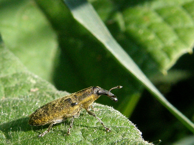 nosánik Lixus pulverulentus