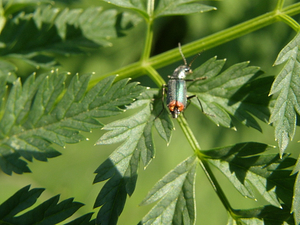 bradavičník Malachius bipustulatus