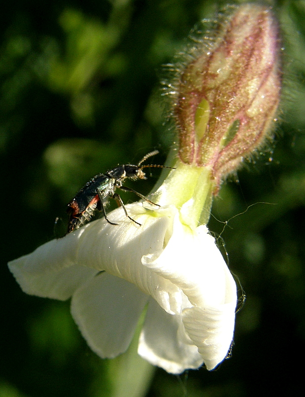 bradavičník Malachius bipustulatus