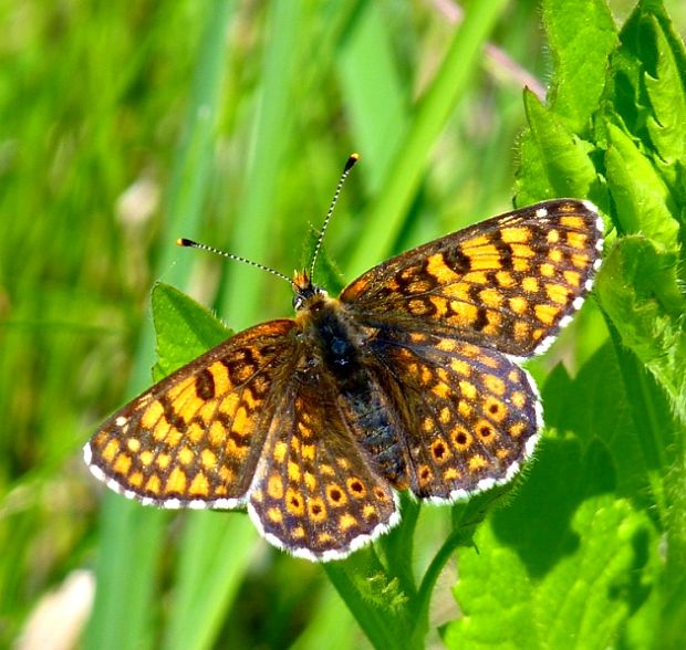 hnedáčik mriežkovaný Melitaea cinxia Linnaeus,1758