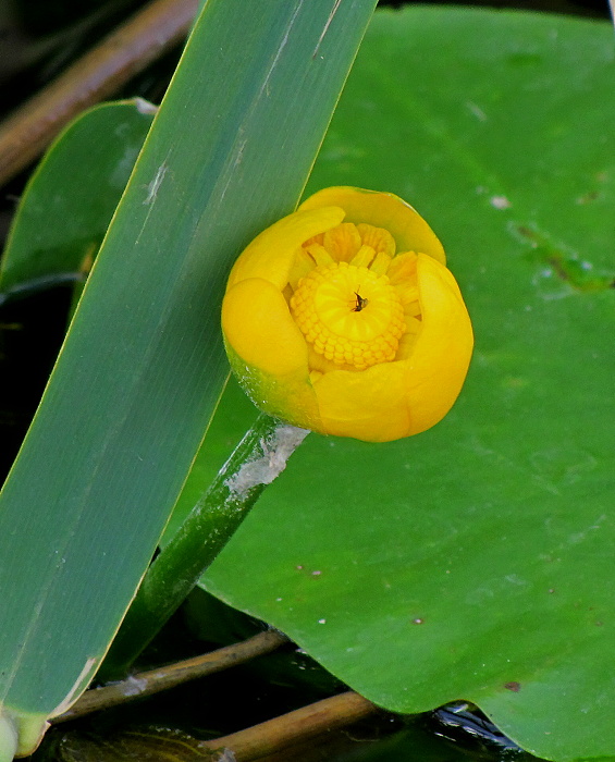 leknica žltá Nuphar lutea (L.) Sm.