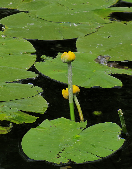 leknica žltá Nuphar lutea (L.) Sm.