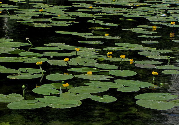 leknica žltá Nuphar lutea (L.) Sm.