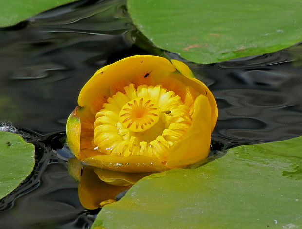 leknica žltá Nuphar lutea (L.) Sm.