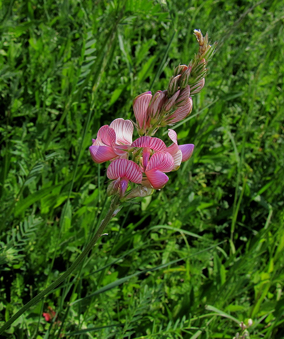 vičenec vikolistý Onobrychis viciifolia Scop.