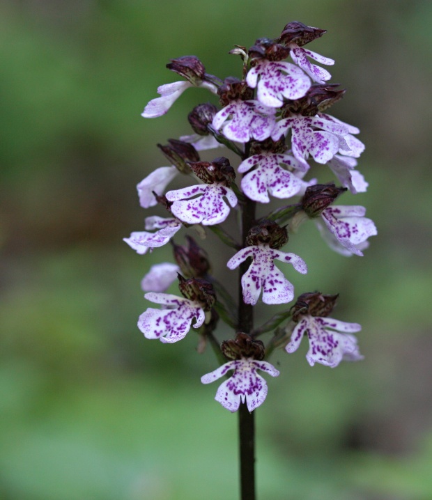 vstavač purpurový Orchis purpurea Huds.