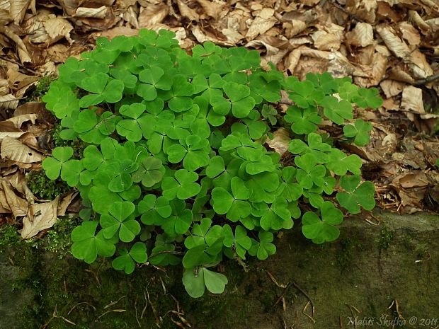 kyslička obyčajná Oxalis acetosella L.