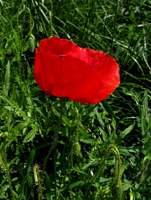 mak vlčí Papaver rhoeas L.