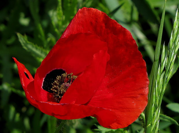 mak vlčí Papaver rhoeas L.