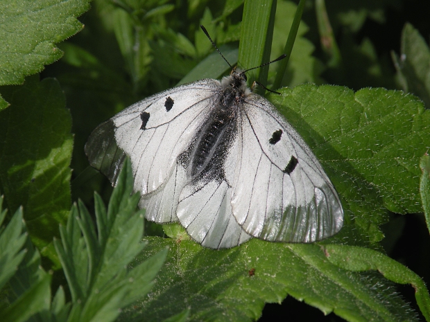 jasoň chochlačkový Parnassius mnemosyne Linnaeus, 1758