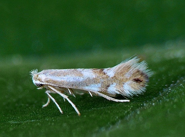 ploskáčik Phyllonorycter sp.