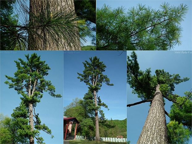 borovica hladká Pinus strobus L.