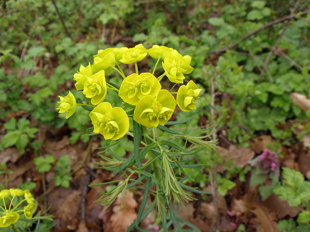 mliečnik chvojkový Tithymalus cyparissias (L.) Scop.