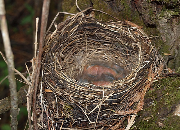 drozd čierny - hniezdo Turdus merula