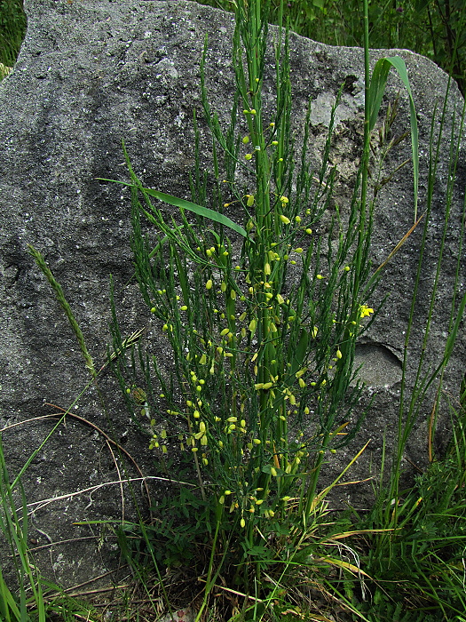 asparágus lekársky Asparagus officinalis L.