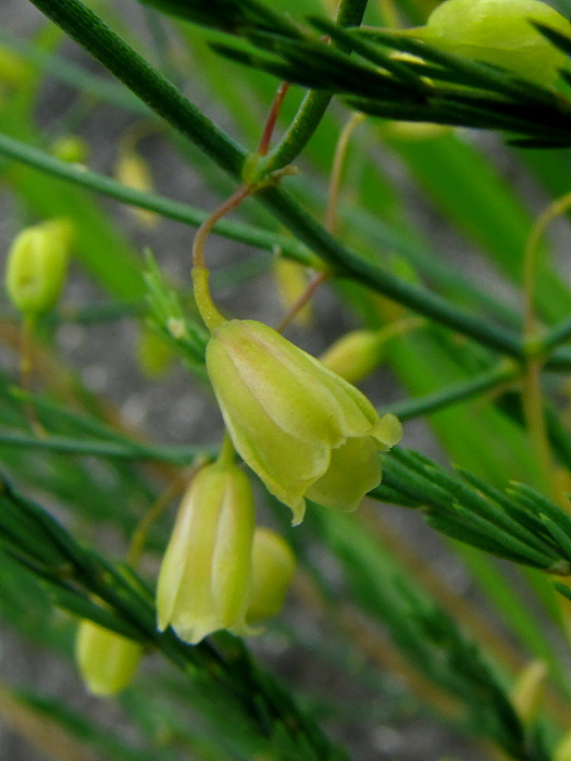 asparágus lekársky Asparagus officinalis L.