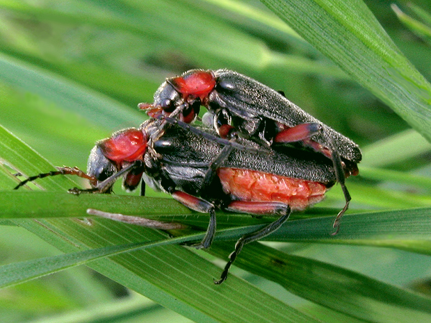 snehuľčík obyčajný Cantharis rustica