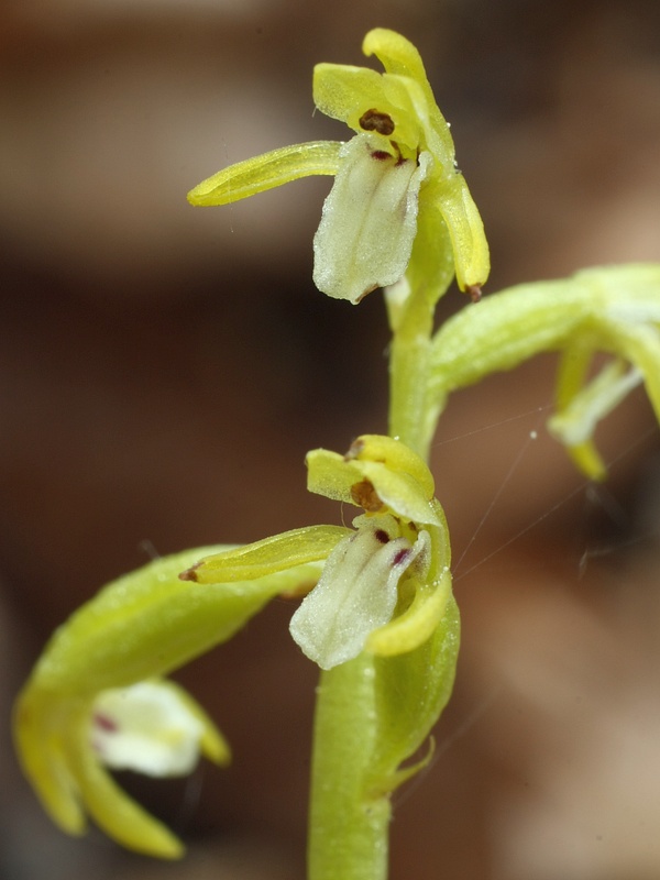 koralica lesná Corallorhiza trifida Châtel.