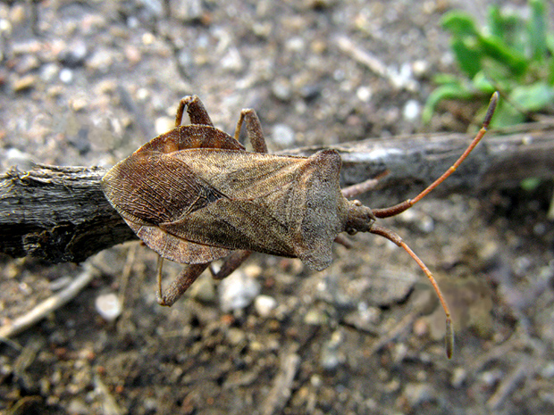 obrubnica štiavová Coreus marginatus