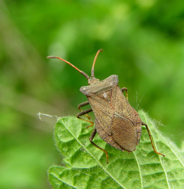 obrubnica šťavelova Coreus marginatus