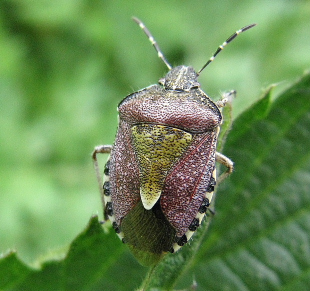 bzdocha obyčajna Dolycoris baccarum