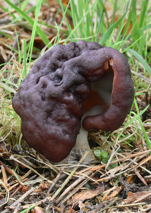 ušiak obyčajný Gyromitra esculenta (Pers.) Fr.