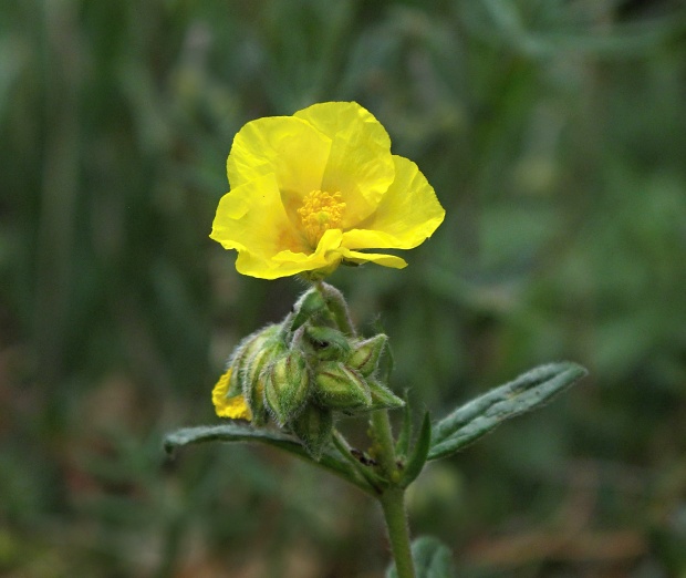 devätorník veľkokvetý tmavý Helianthemum grandiflorum subsp. obscurum (Pers. ex Wahlenb.) Holub