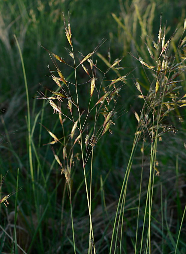 ovsíkovec stepný - ovsíř stepní čedičový Helictotrichon desertorum subsp. basalticum (Podp.) Holub