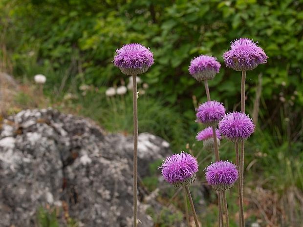 sinokvet mäkký Jurinea mollis (L.) Rchb.