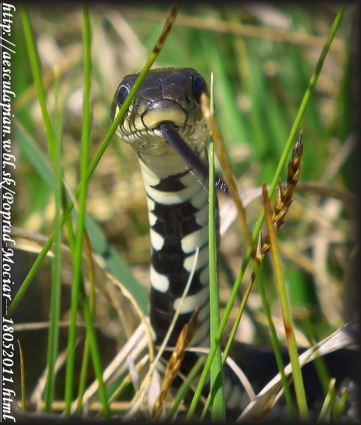 užovka obojková Natrix natrix