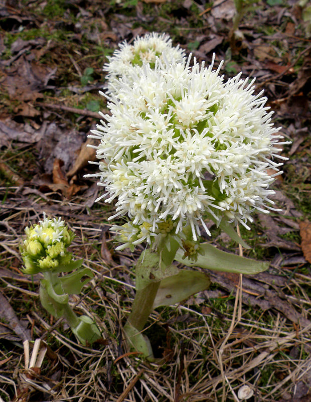 deväťsil biely Petasites albus (L.) P. Gaertn.