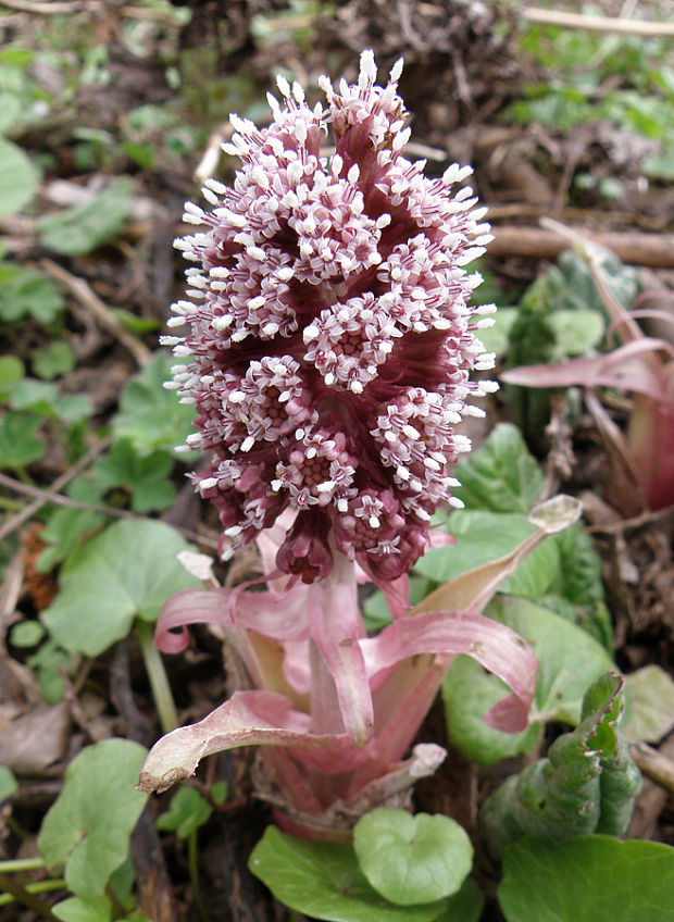 deväťsil lekársky Petasites hybridus (L.) P. Gaertn., B. Mey. et Scherb.