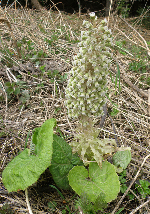 deväťsil kablíkovej / devětsil kablíkové Petasites kablikianus Bercht.