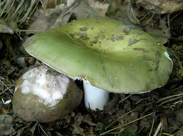 plávka strakatá Russula grisea Fr.