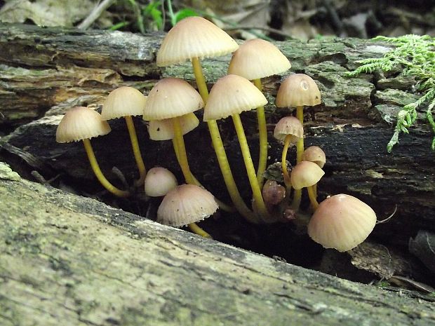 prilbička žltohlúbiková... (Mycena renati)